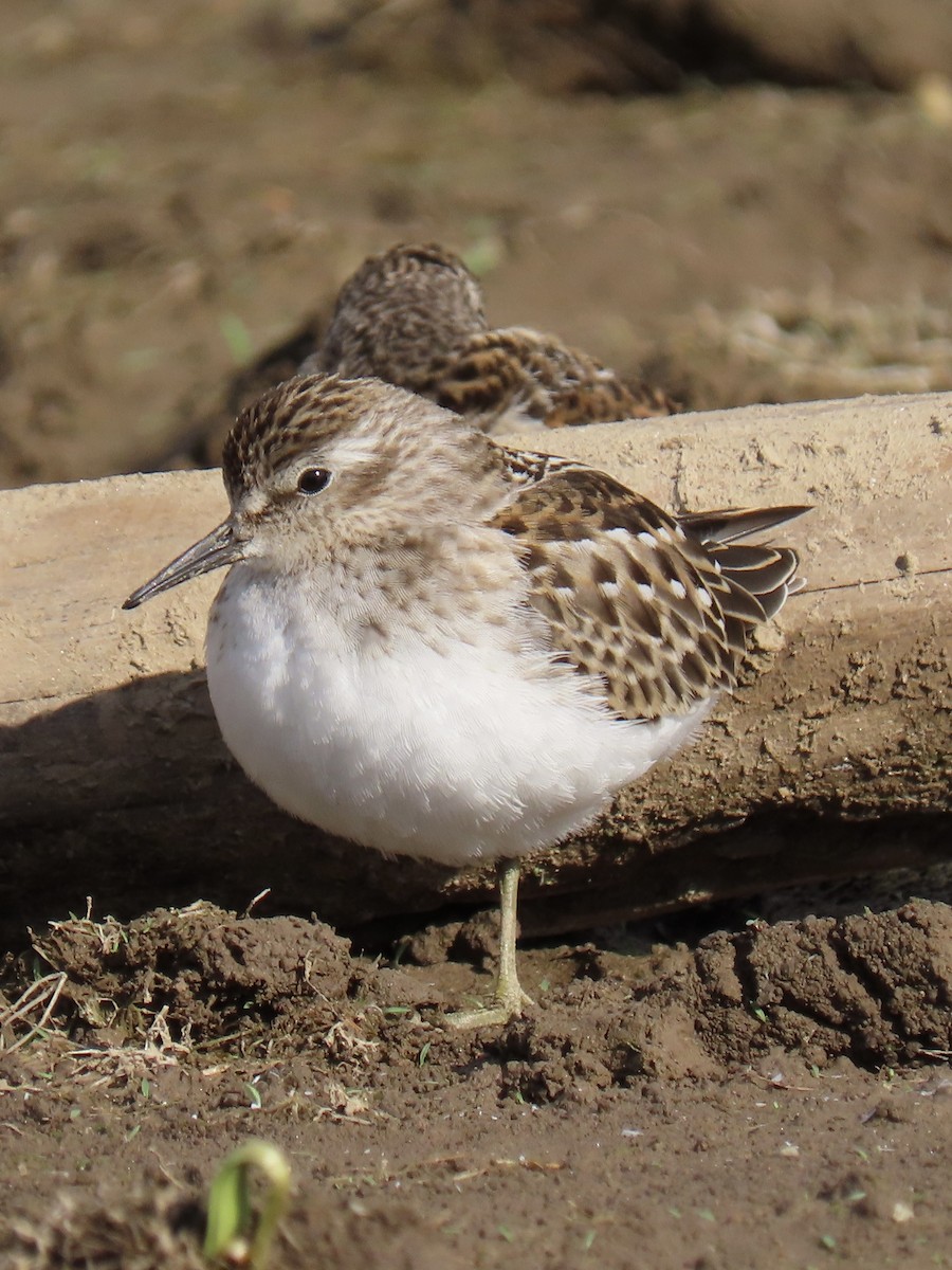 Least Sandpiper - ML622941311