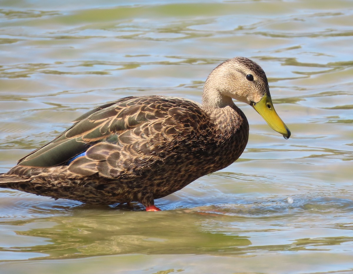 Mottled Duck - ML622941312