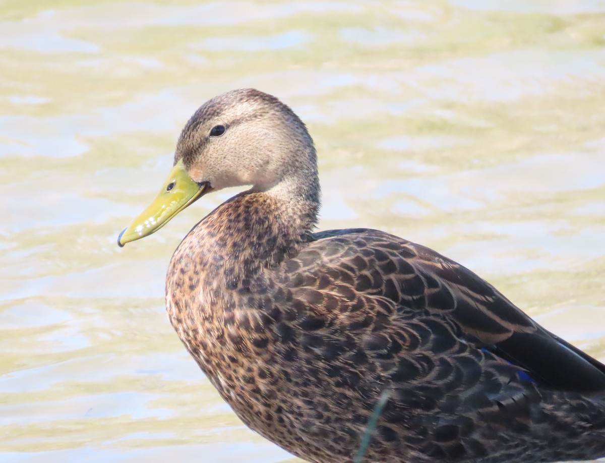 Mottled Duck - ML622941314