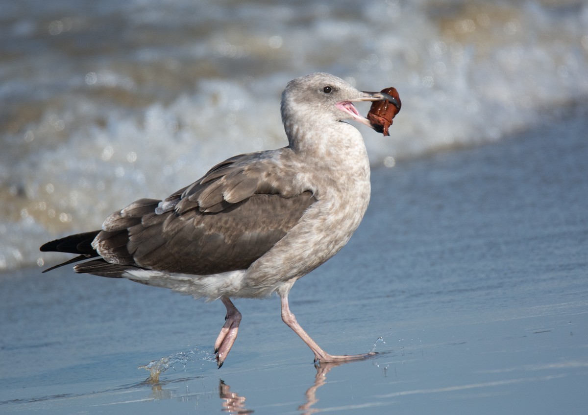 Western Gull - ML622941315