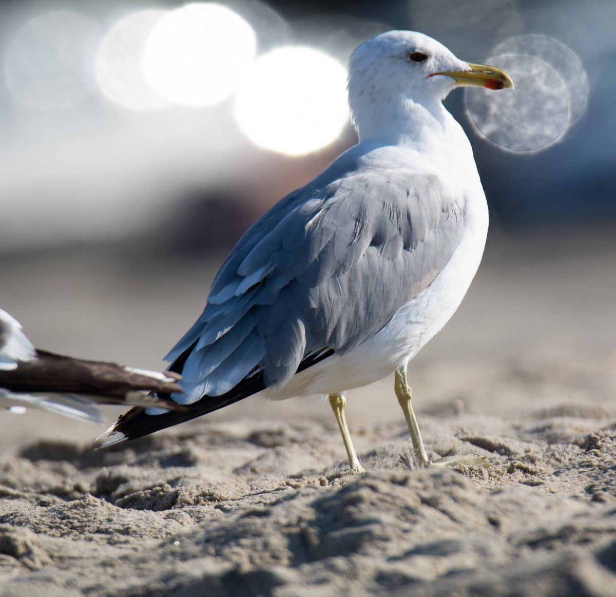 California Gull - ML622941321