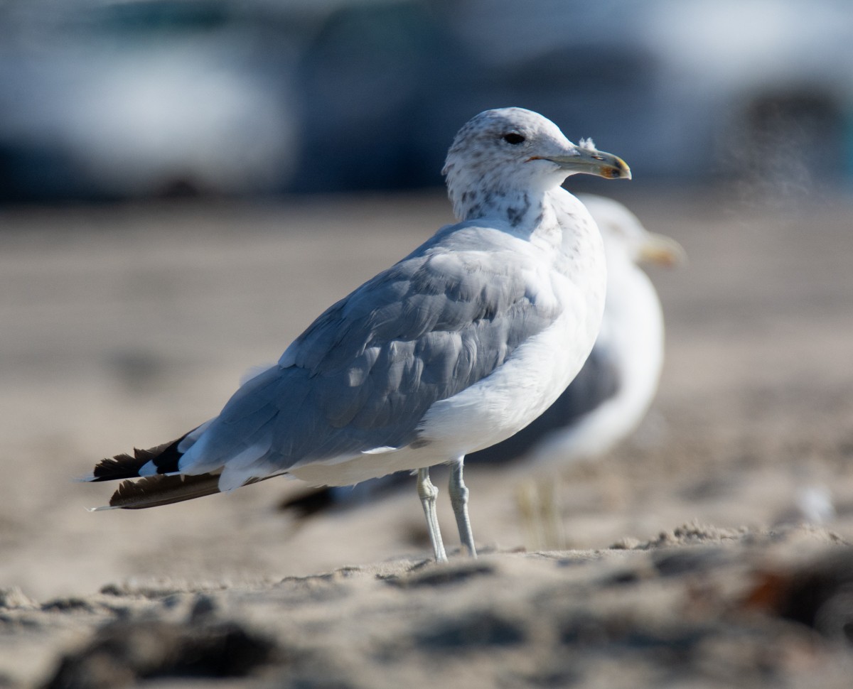 California Gull - ML622941325