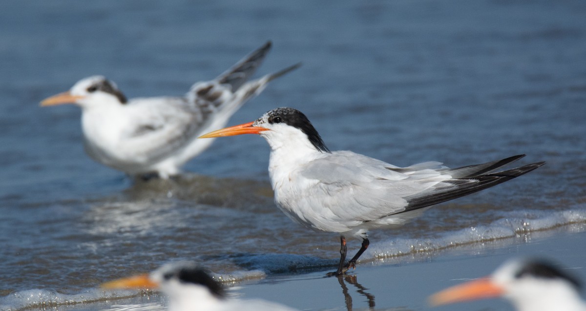 Elegant Tern - Kim Moore