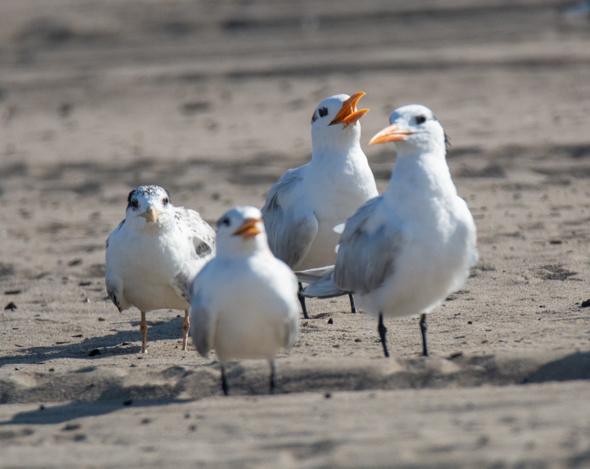 Royal Tern - ML622941360