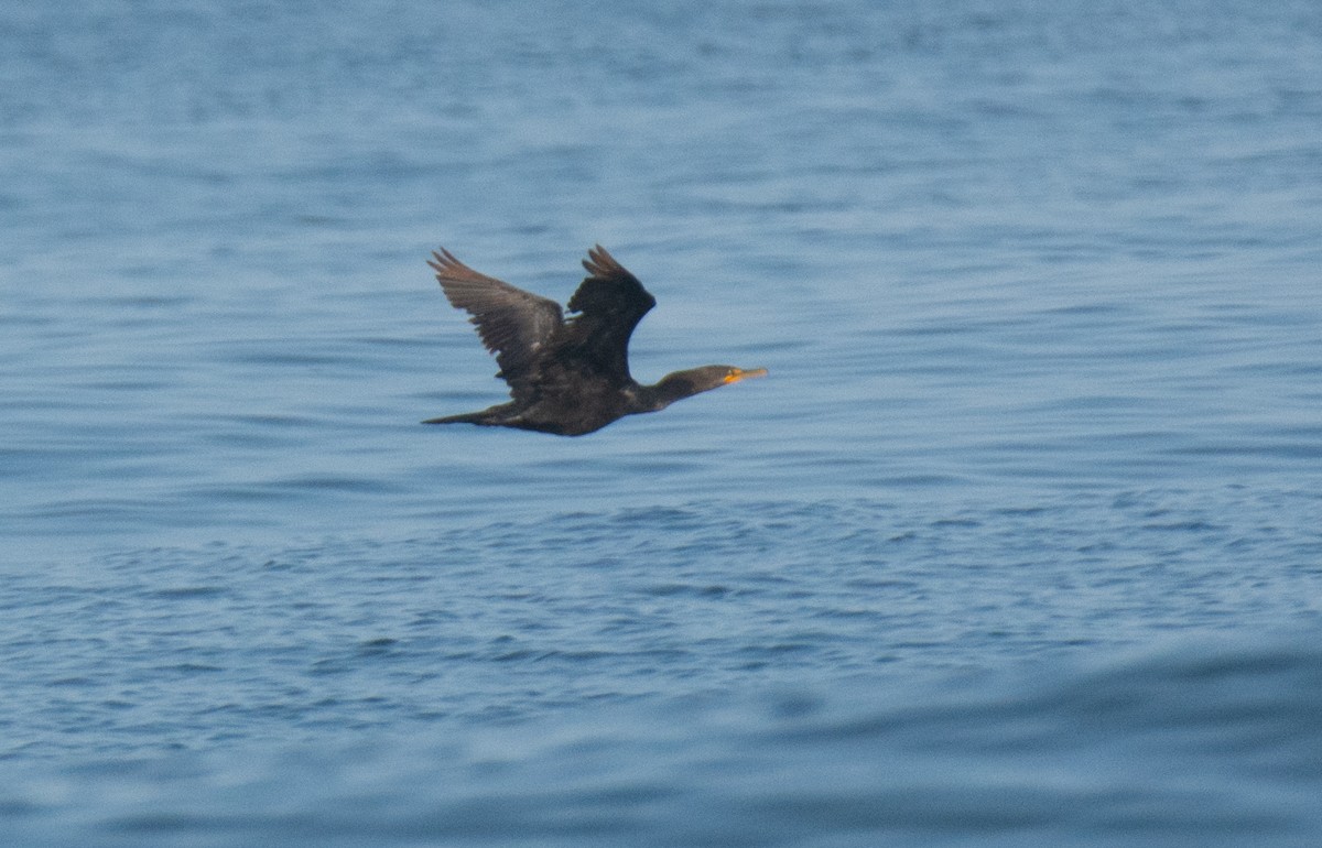 Double-crested Cormorant - ML622941380