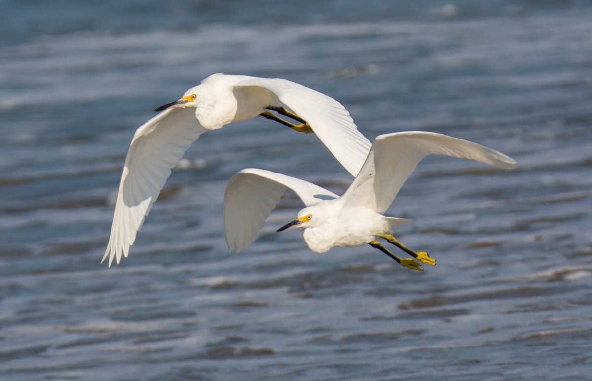 Snowy Egret - ML622941383