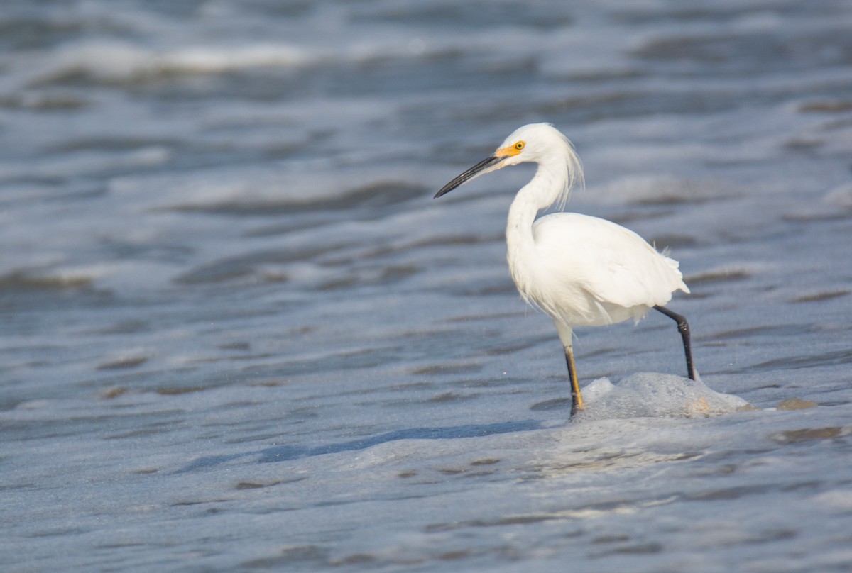 Snowy Egret - ML622941386