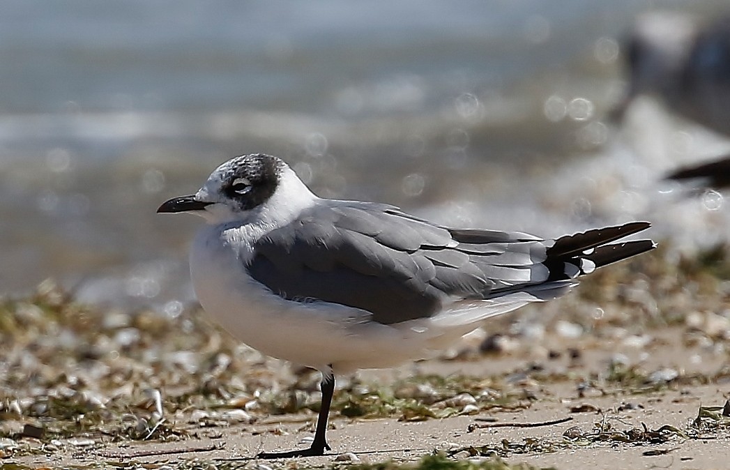 Franklin's Gull - Phillip Odum