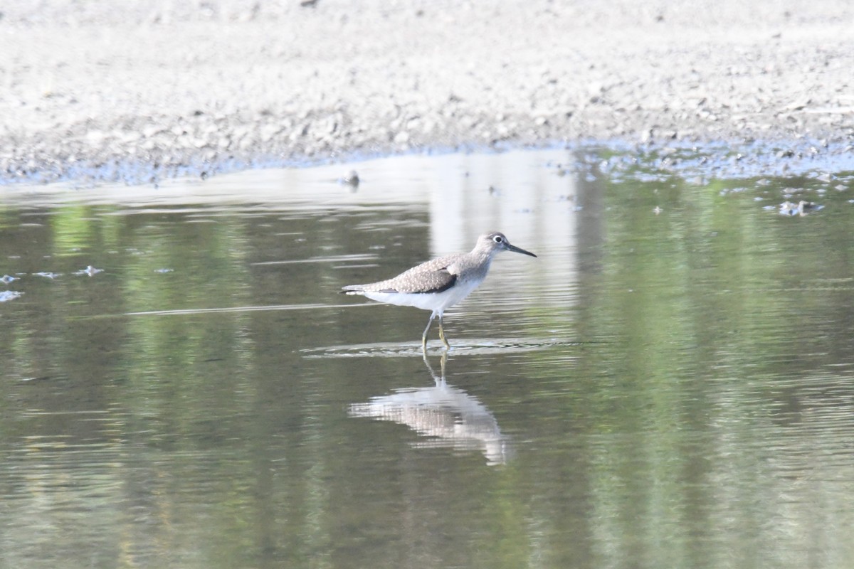 Solitary Sandpiper - ML622941428