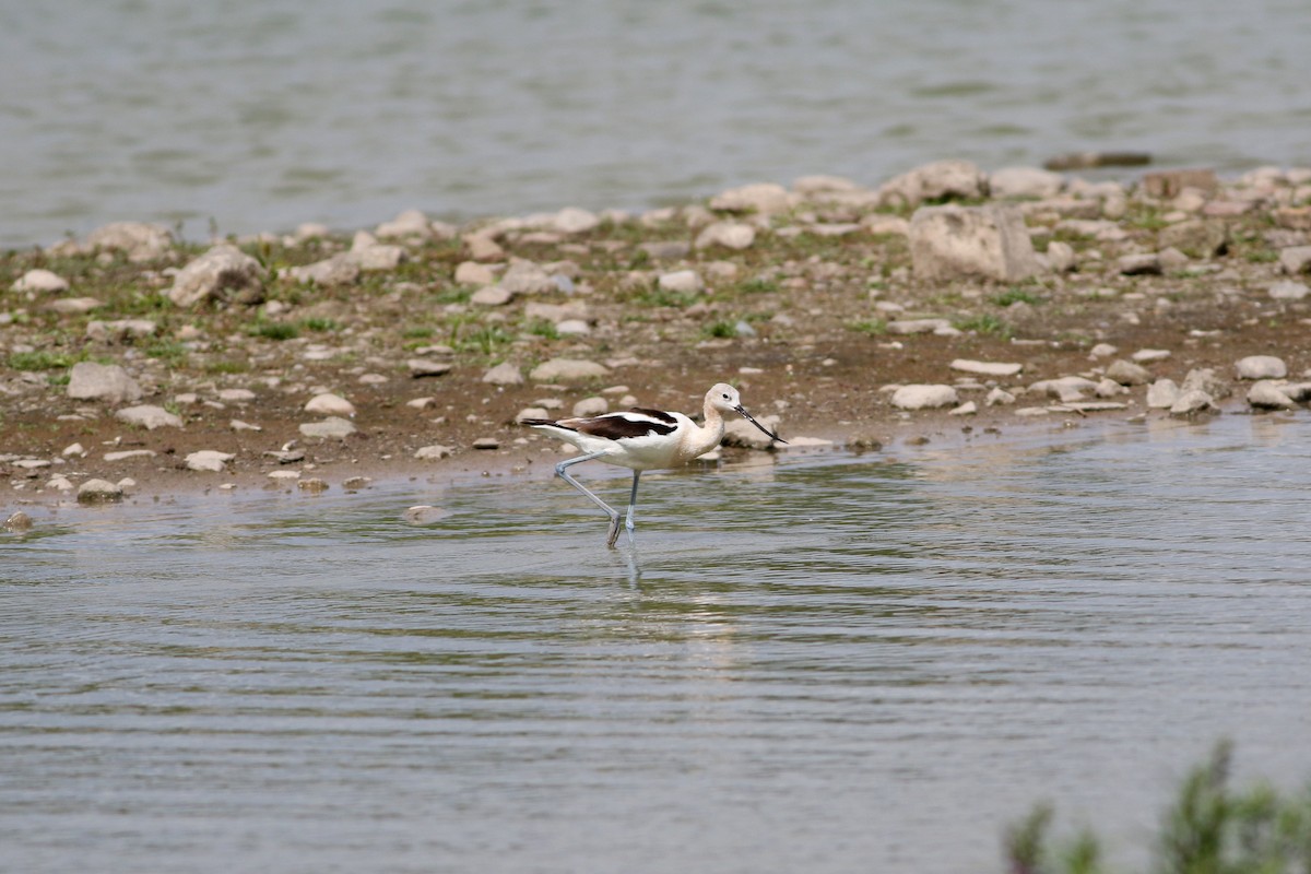 Avocette d'Amérique - ML622941434