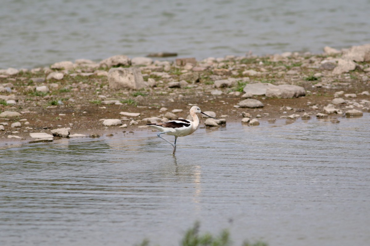 Avocette d'Amérique - ML622941435