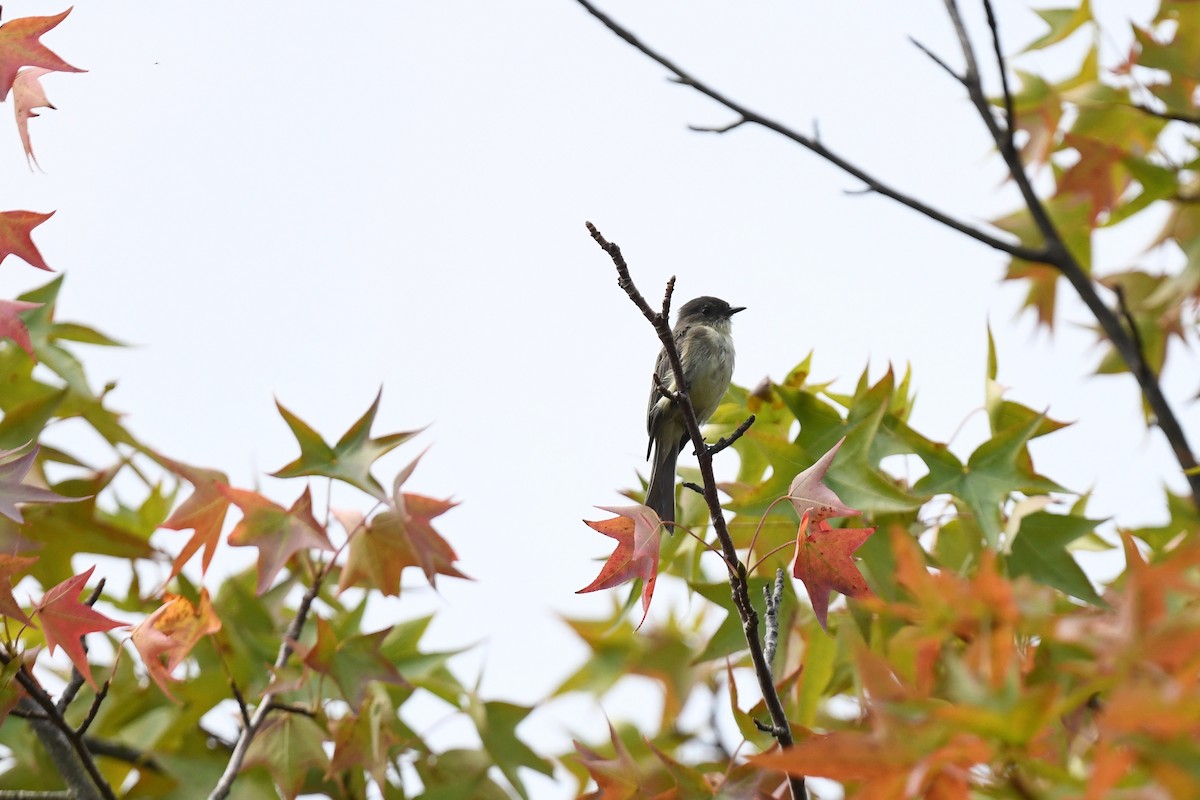 Eastern Phoebe - joe demko