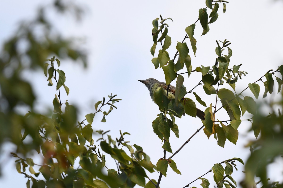 Great Crested Flycatcher - ML622941447