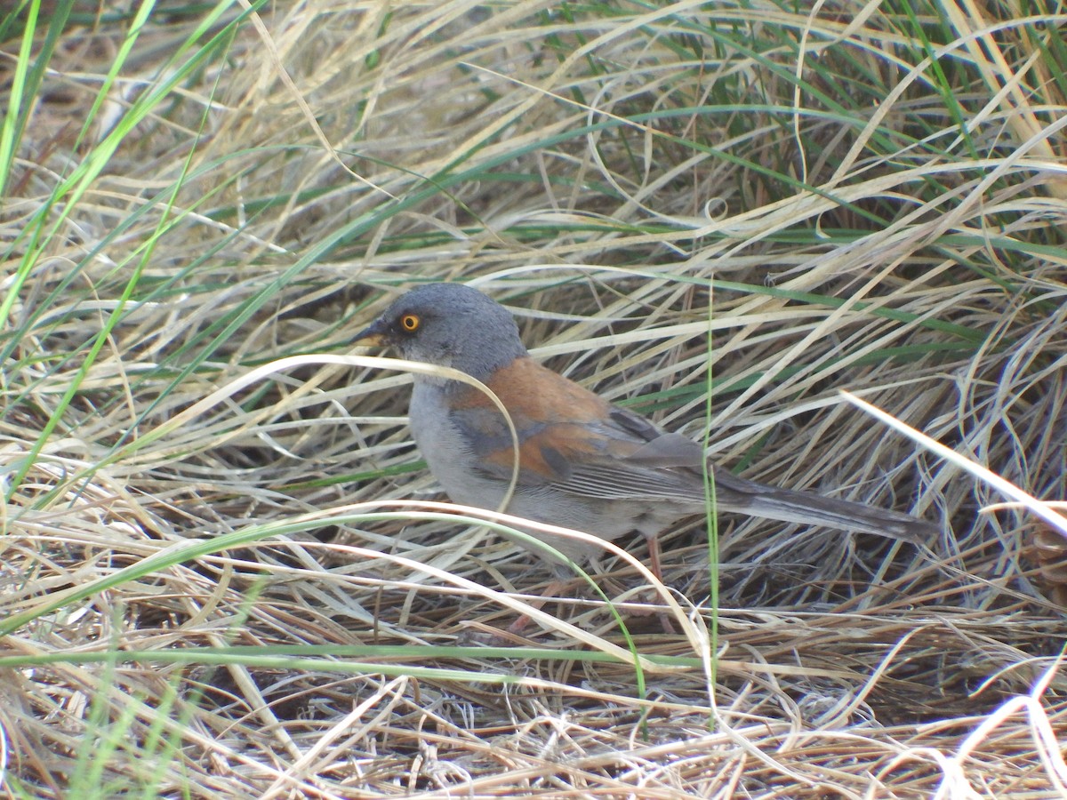 Yellow-eyed Junco - ML622941498