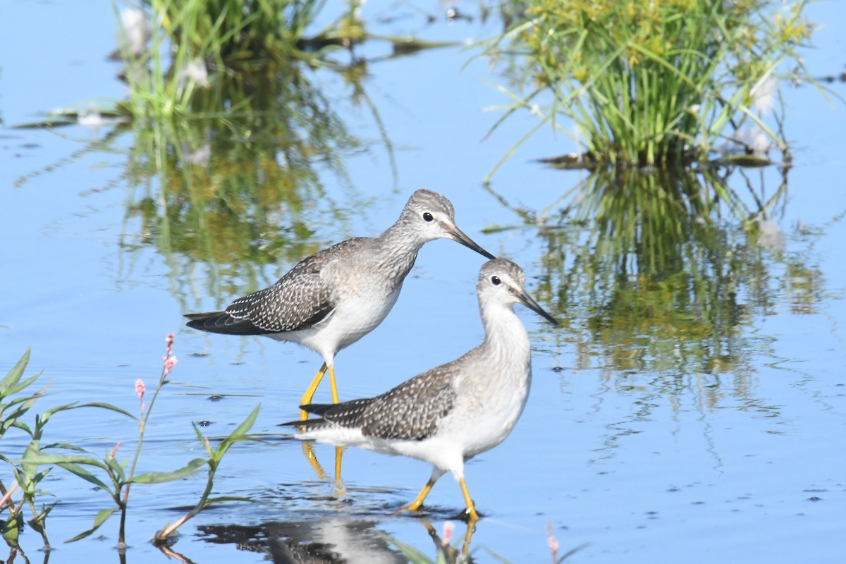 Lesser Yellowlegs - ML622941592
