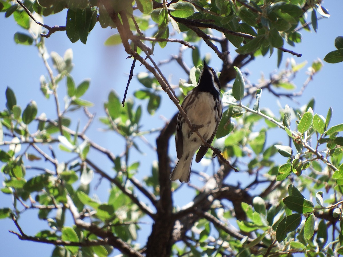 Black-throated Gray Warbler - ML622941697