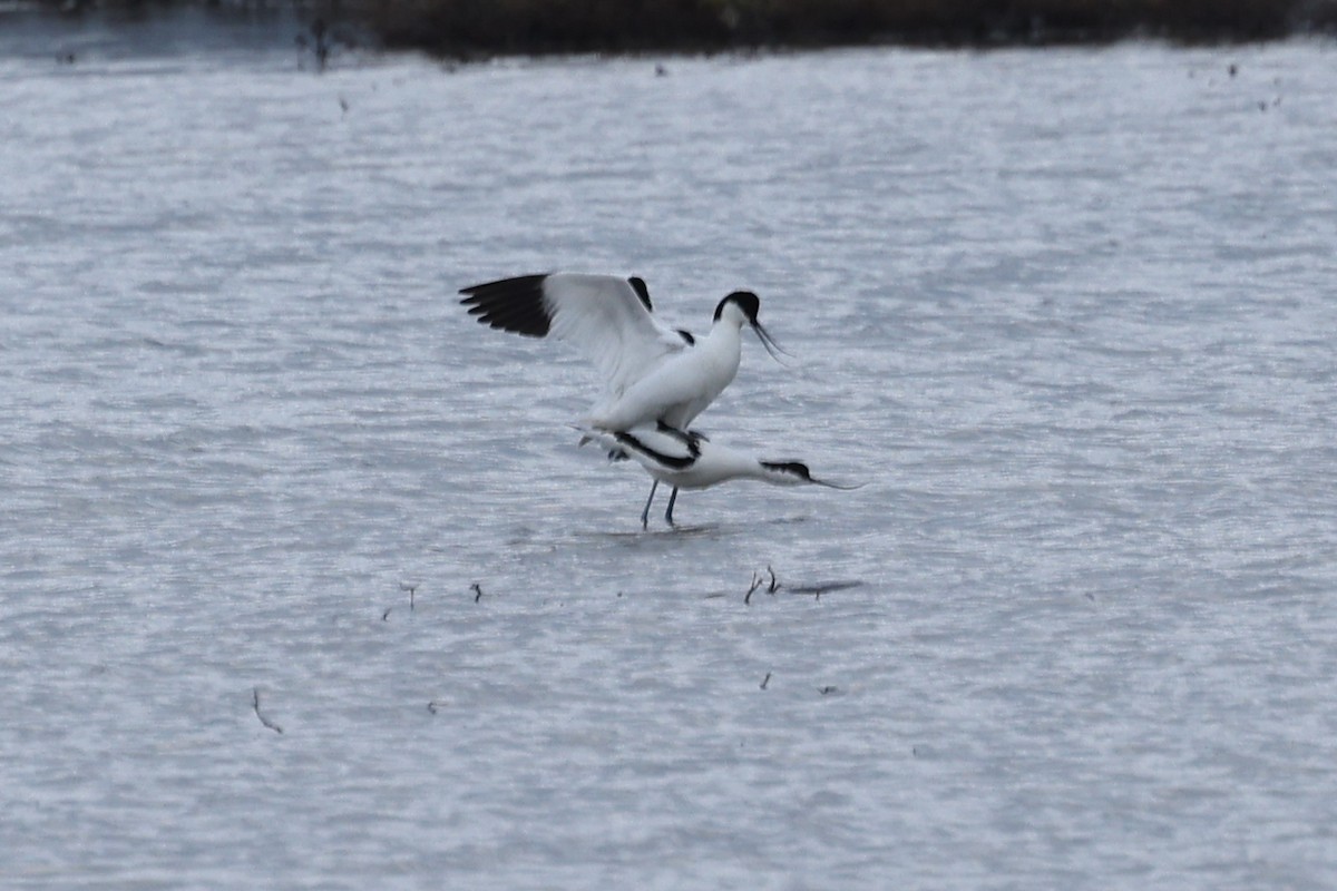 Pied Avocet - ML622941711