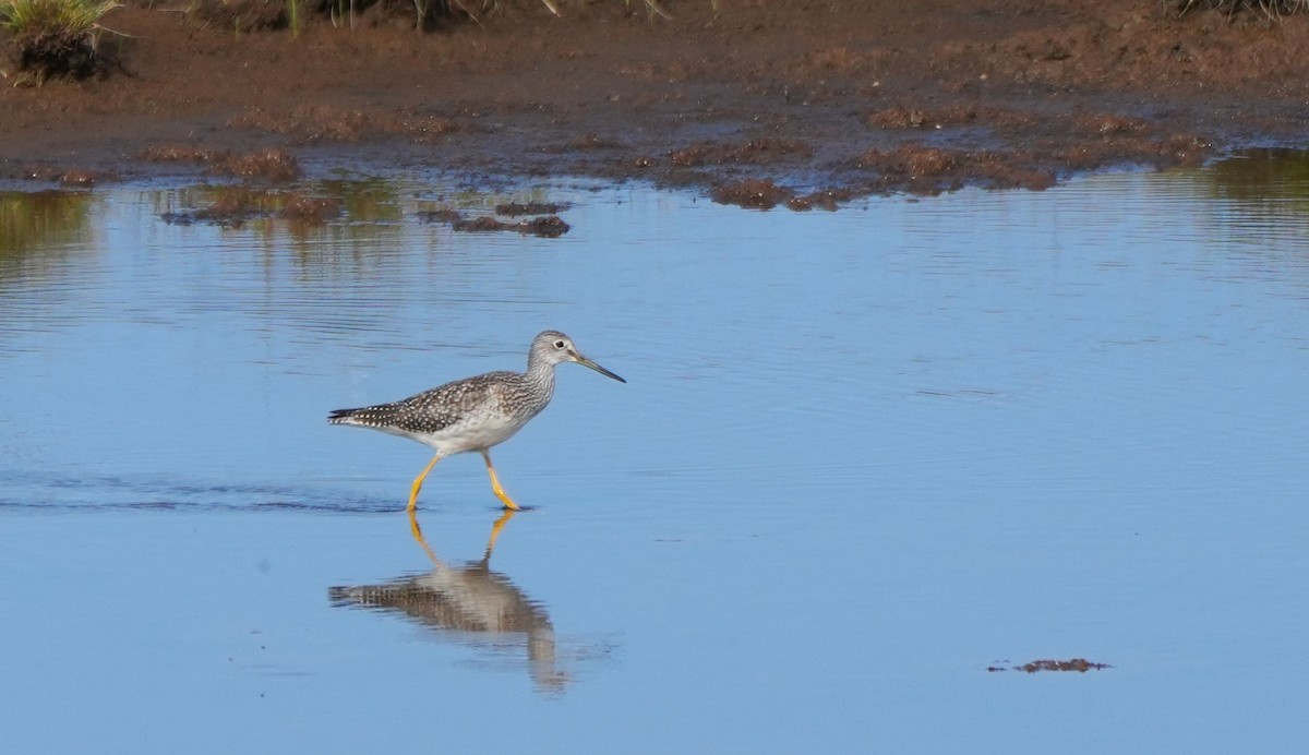 Greater Yellowlegs - ML622941748