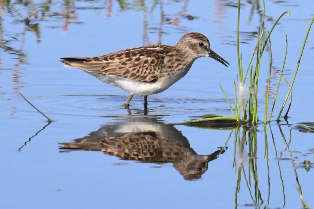 Least Sandpiper - ML622941749