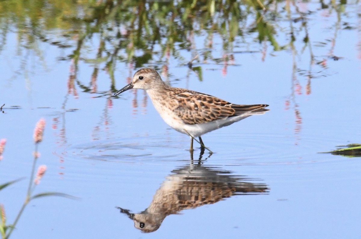 Least Sandpiper - ML622941750