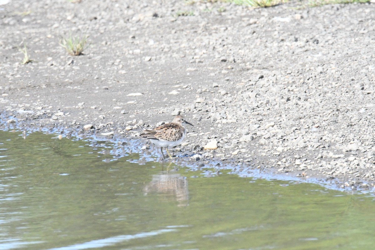 Least Sandpiper - ML622941751