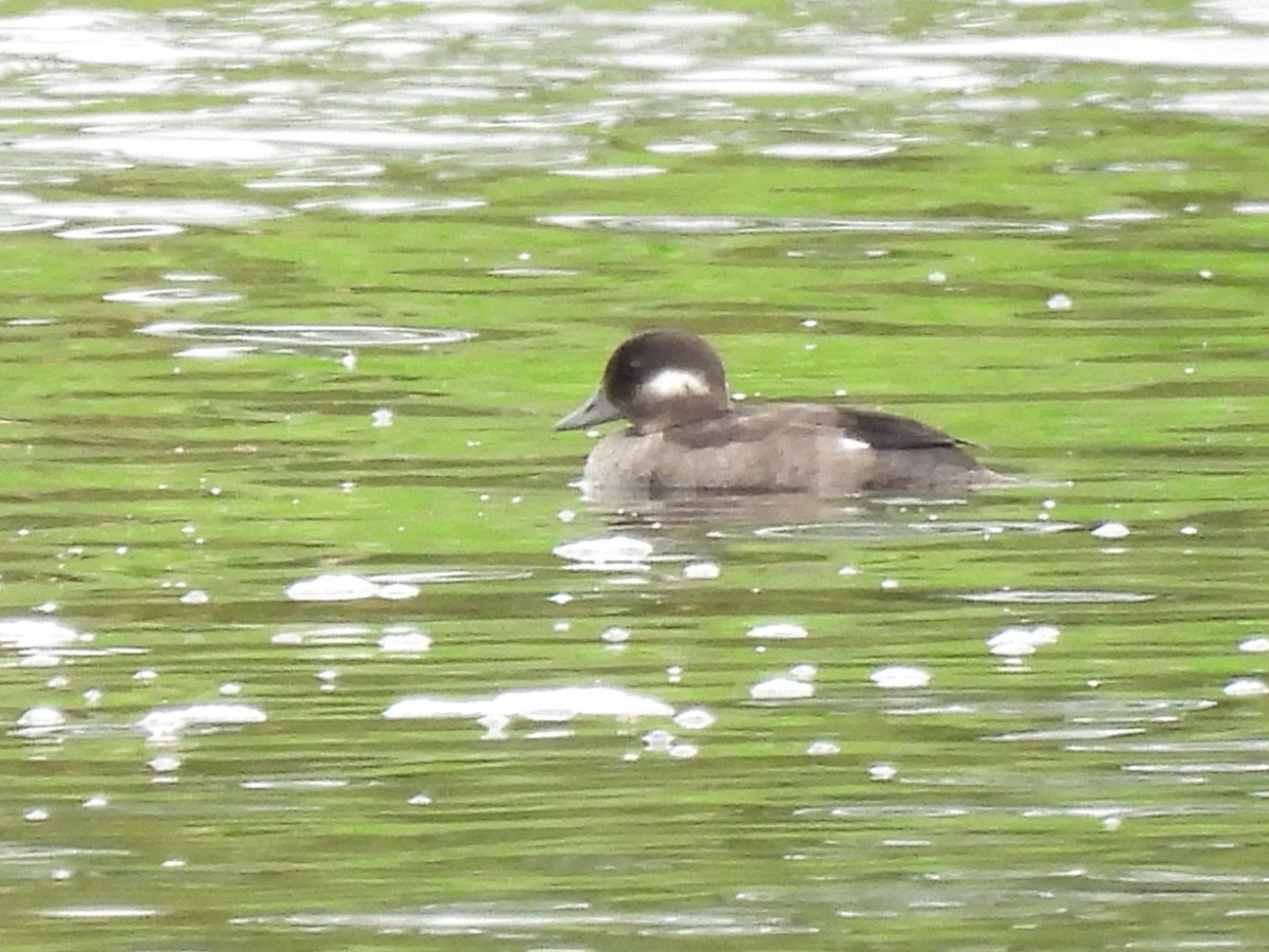 Bufflehead - ML622941755