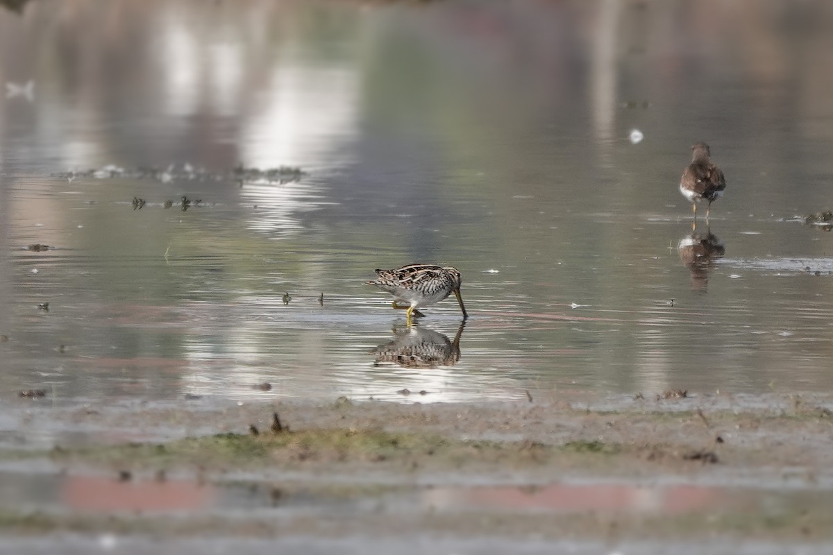 Magellanic Snipe - ML622941801