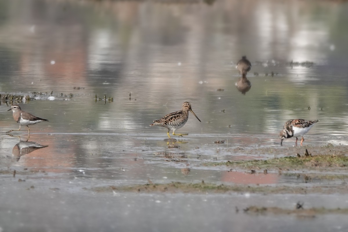 Magellanic Snipe - Benjamin Gallardo