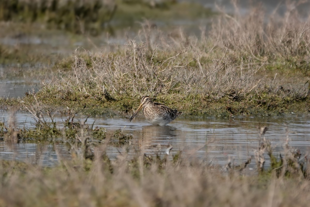 Magellanic Snipe - ML622941803