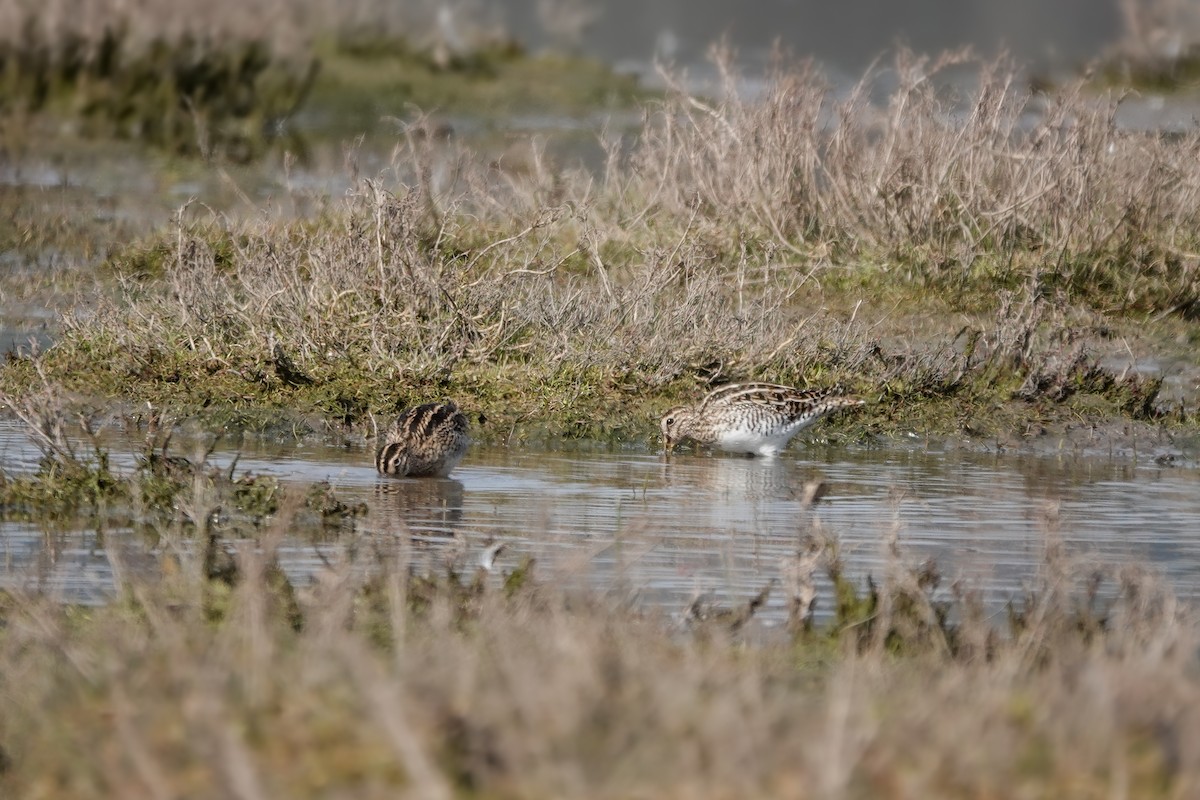 Magellanic Snipe - ML622941804