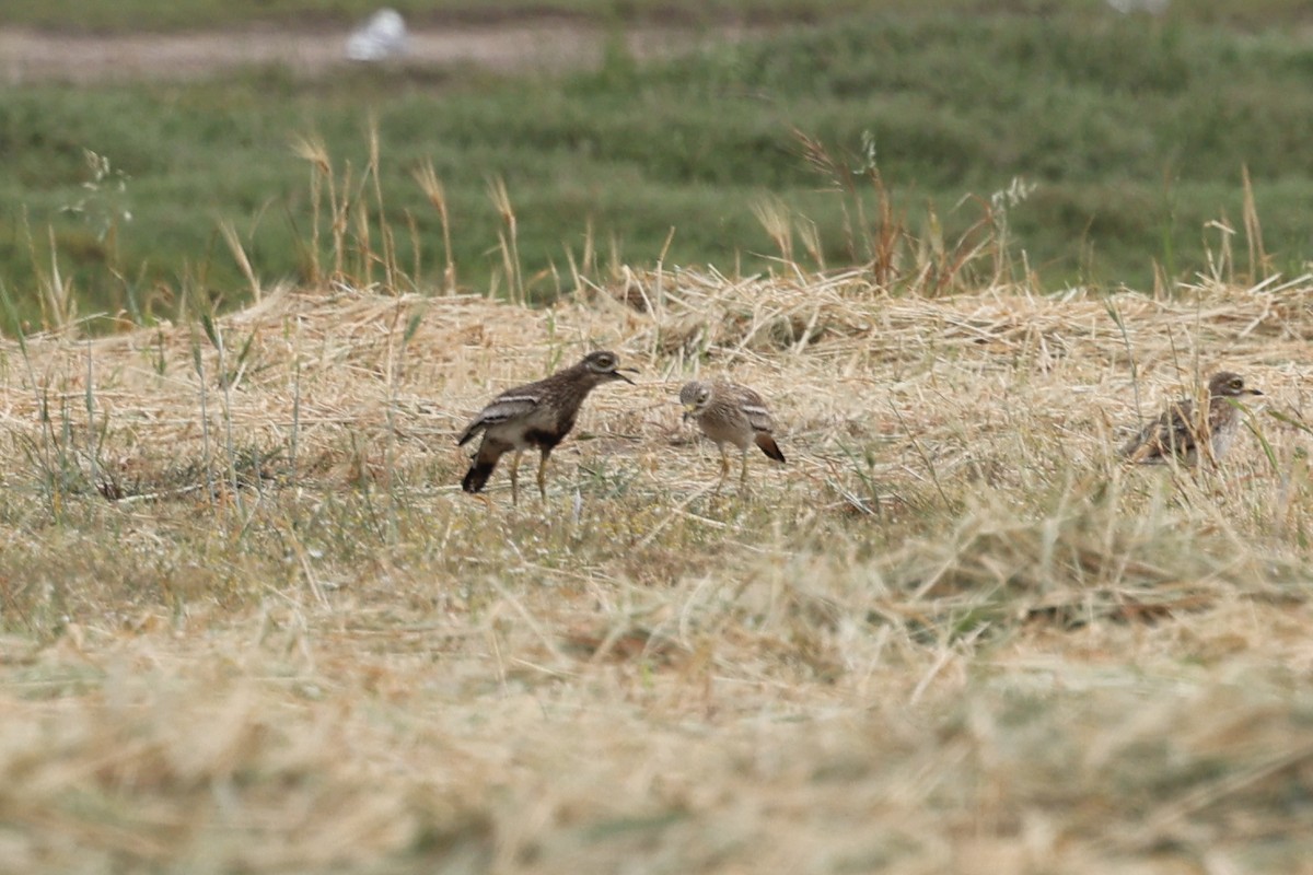 Eurasian Thick-knee - ML622941814