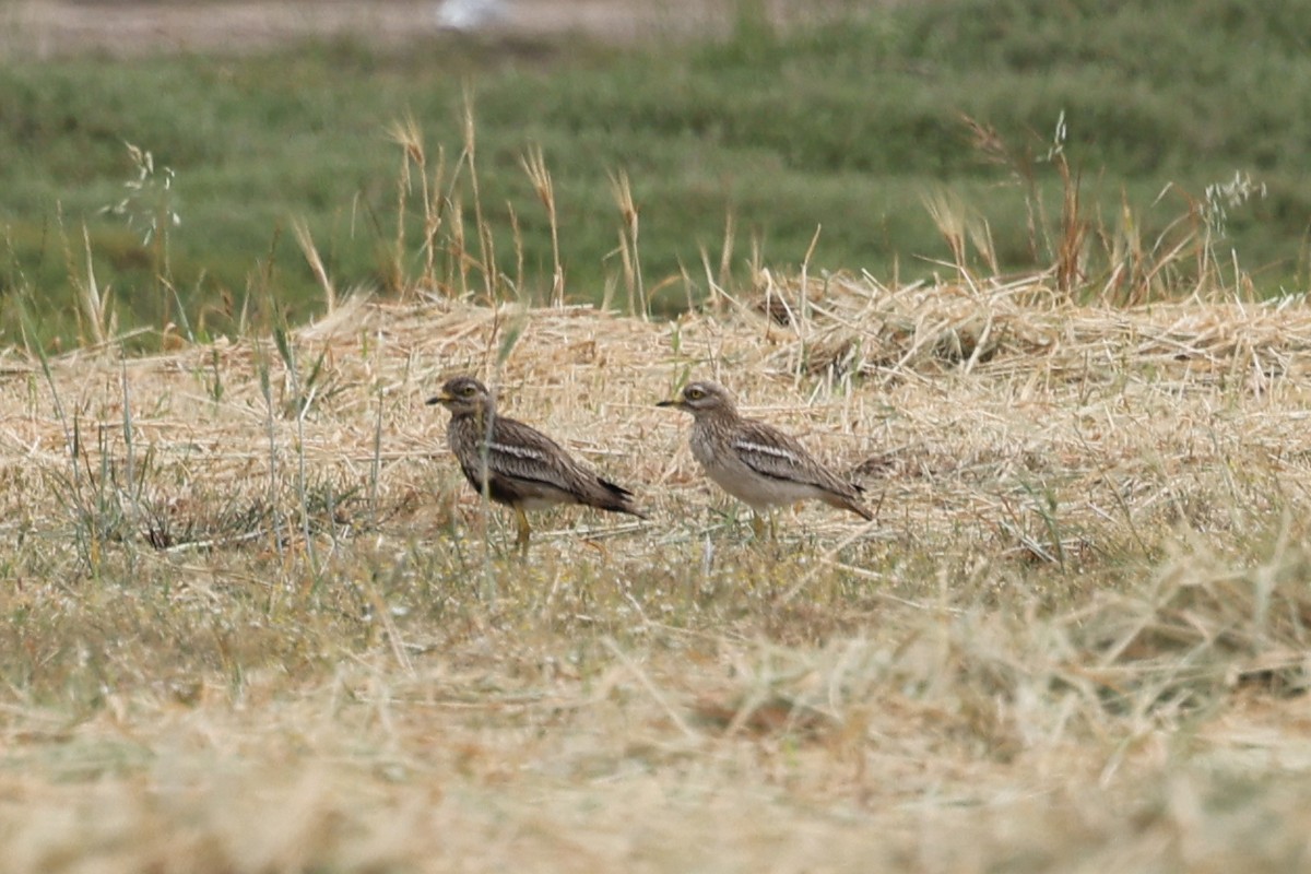 Eurasian Thick-knee - ML622941816