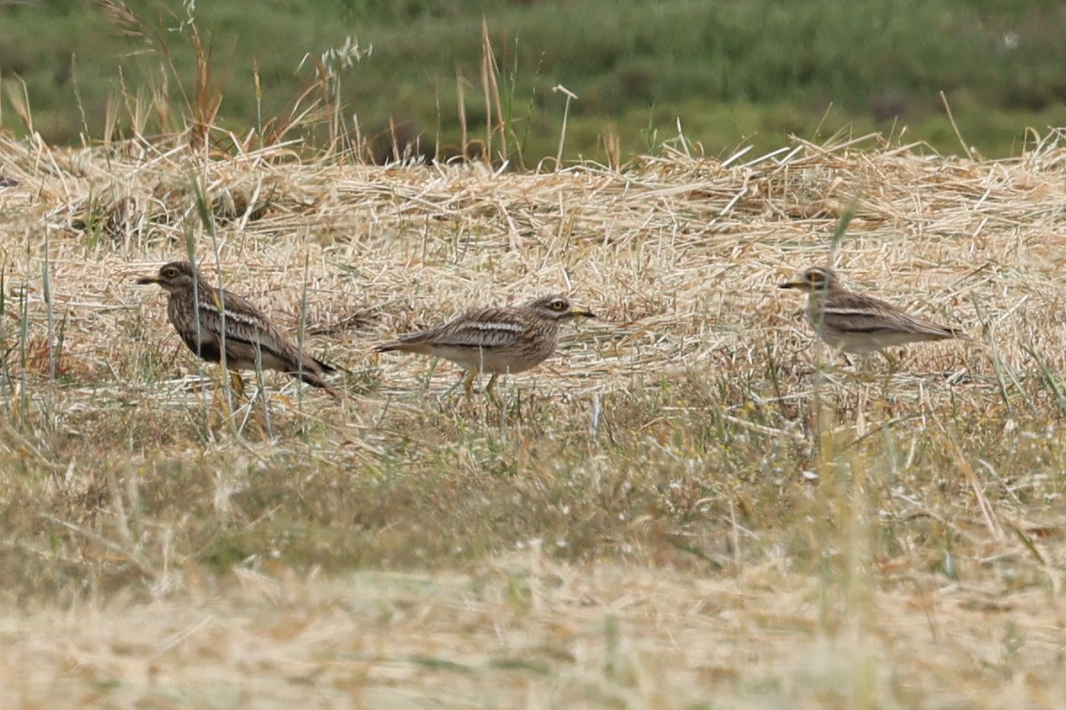 Eurasian Thick-knee - ML622941817