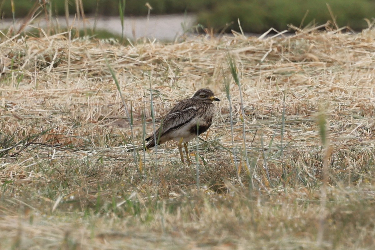 Eurasian Thick-knee - ML622941819