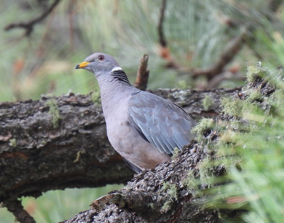 Band-tailed Pigeon - Shelia Hargis