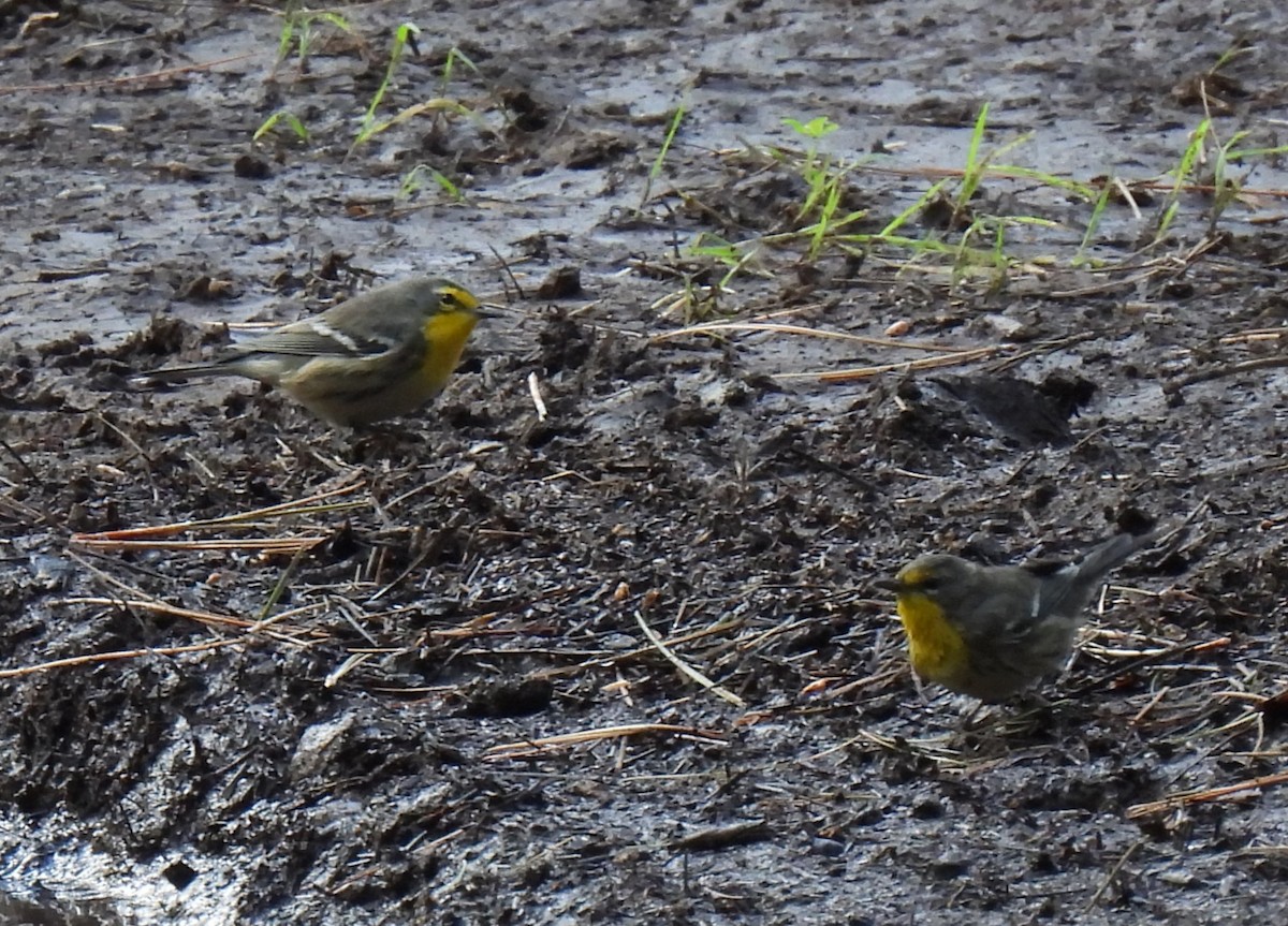 Grace's Warbler - ML622941878