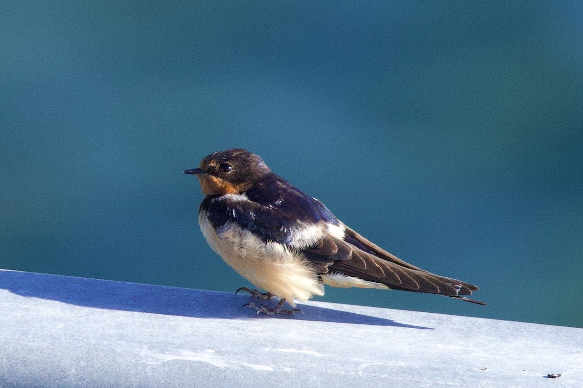 Barn Swallow - ML622941882