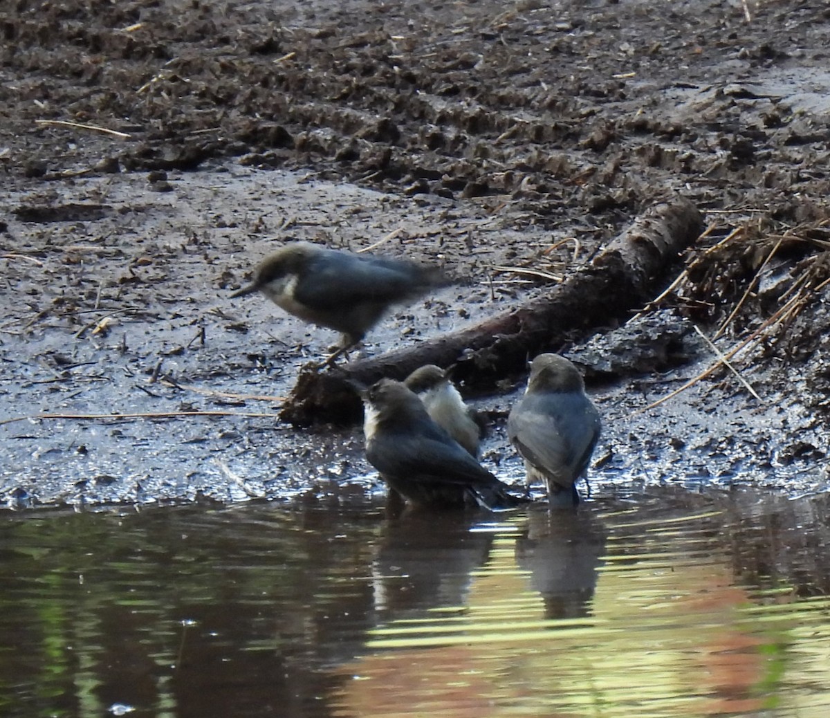 Pygmy Nuthatch - ML622941891