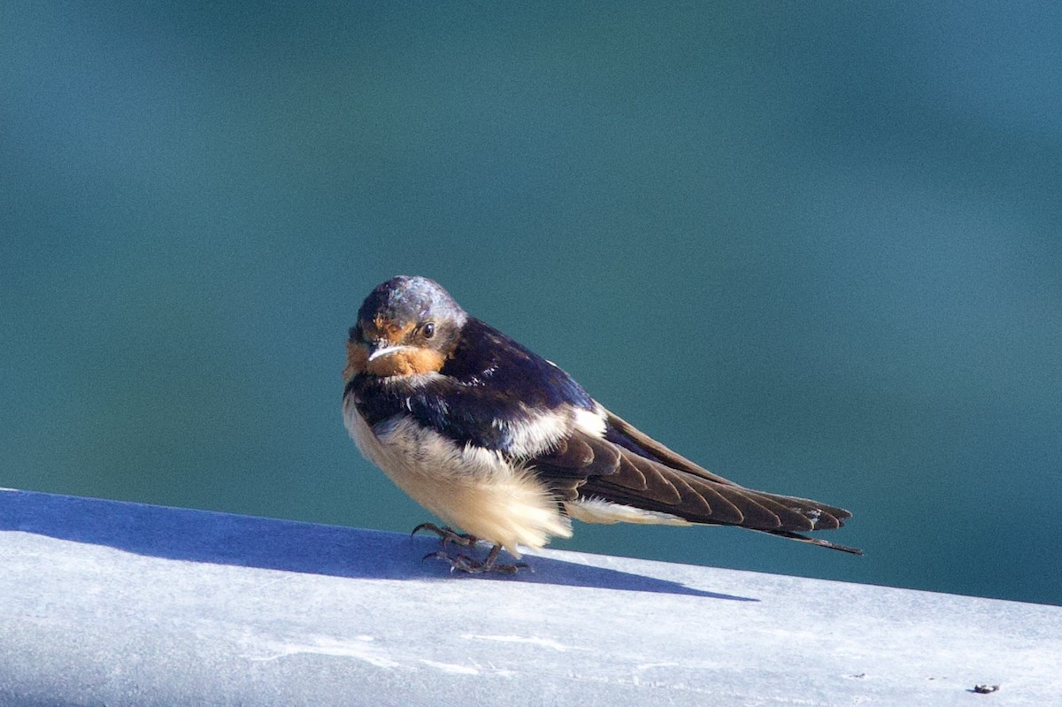 Barn Swallow - ML622941898