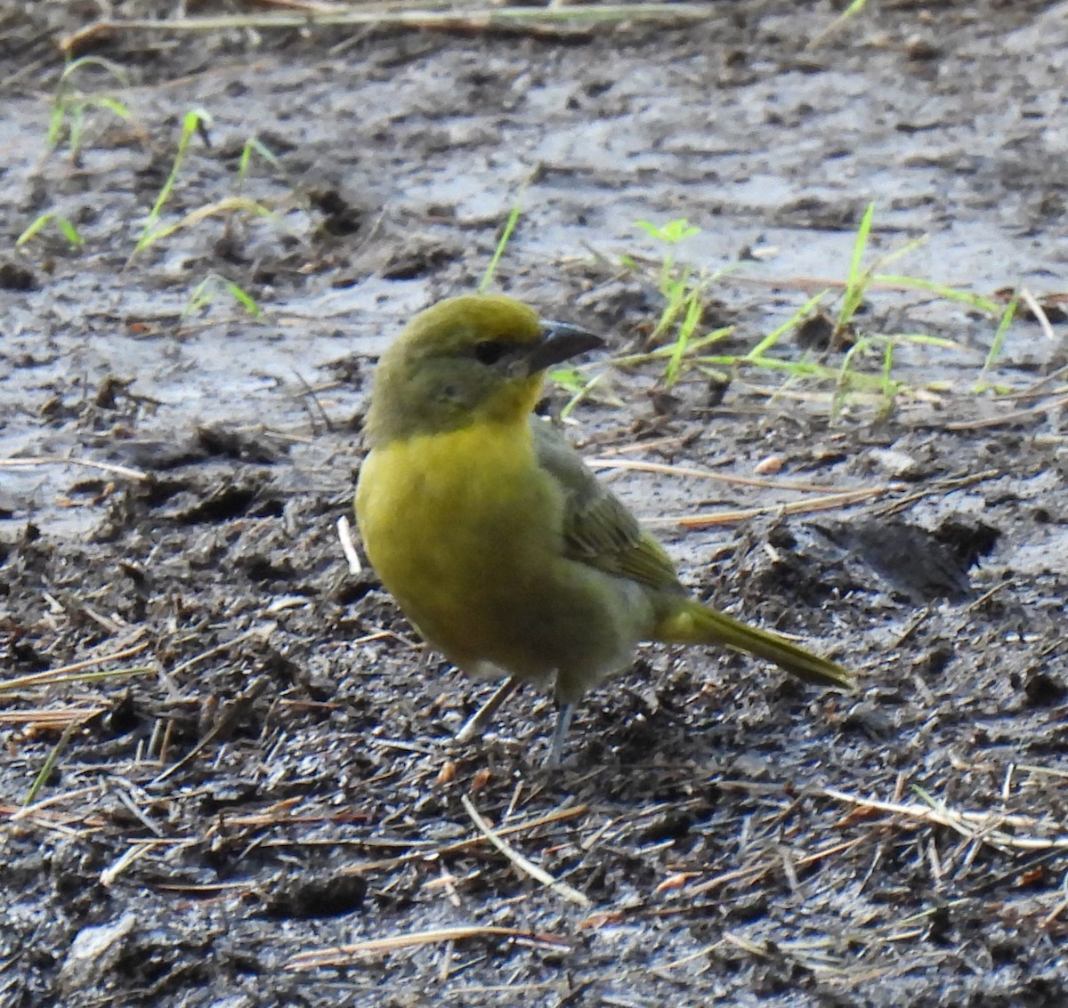 Hepatic Tanager - ML622941903