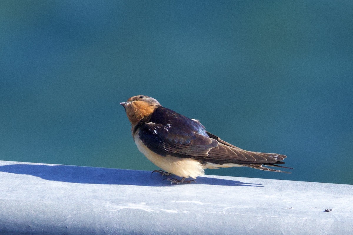 Barn Swallow - ML622941904