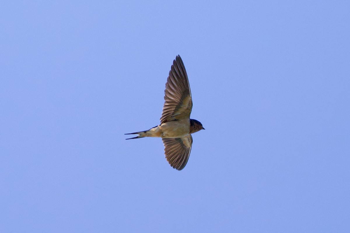 Barn Swallow - ML622941907