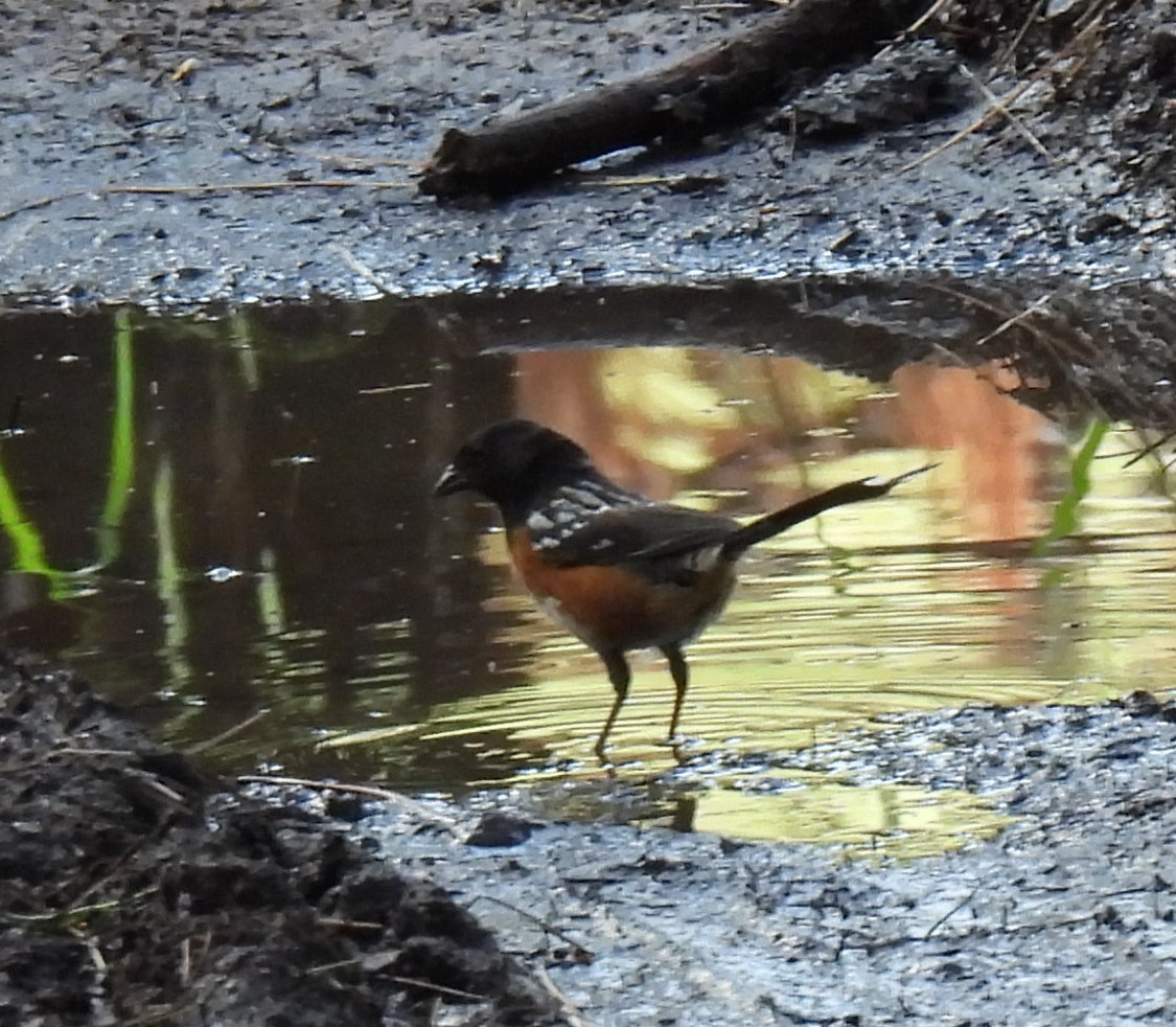 Spotted Towhee - ML622941909