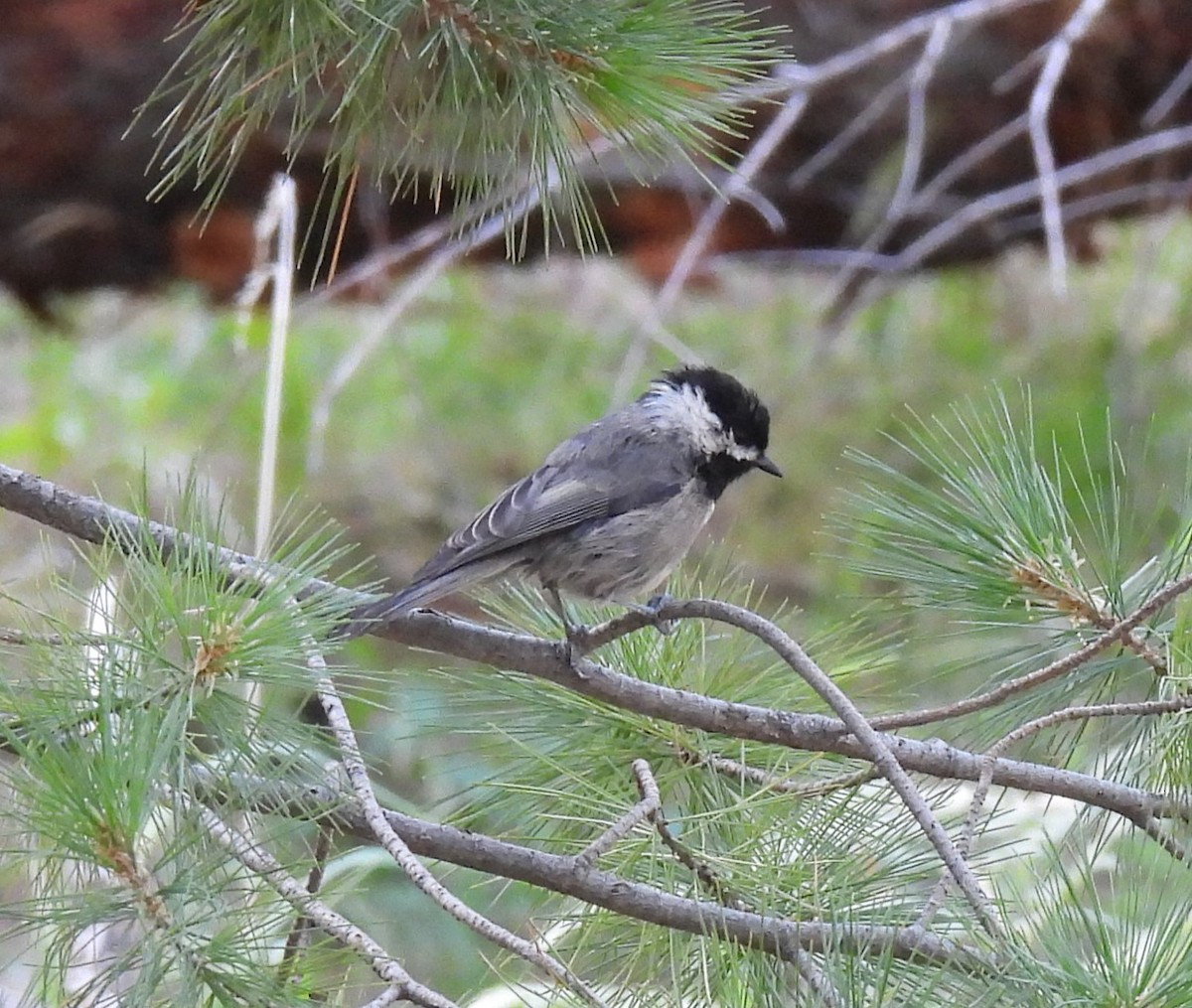 Mexican Chickadee - ML622941914