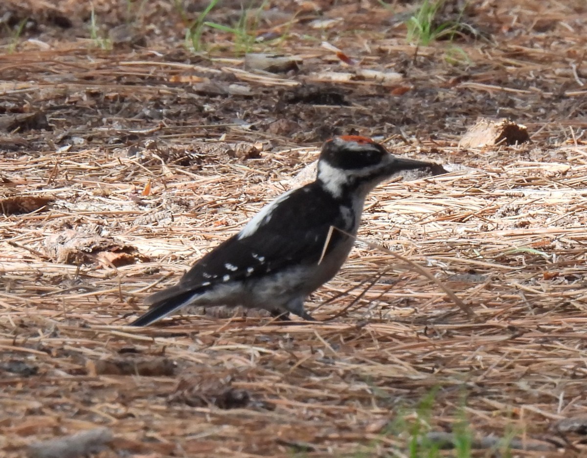 Hairy Woodpecker - ML622941923