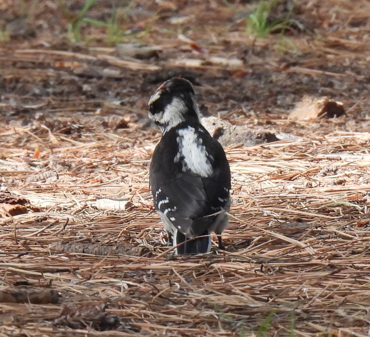 Hairy Woodpecker - ML622941924