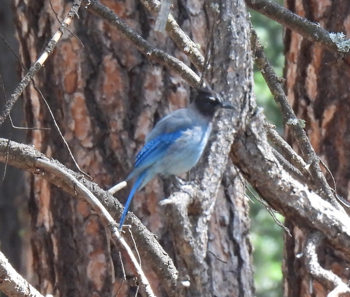 Steller's Jay (Southwest Interior) - ML622941932