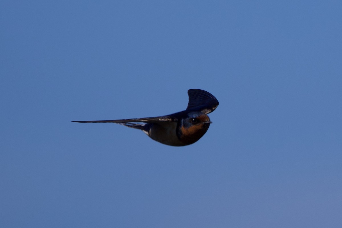 Barn Swallow - ML622941937