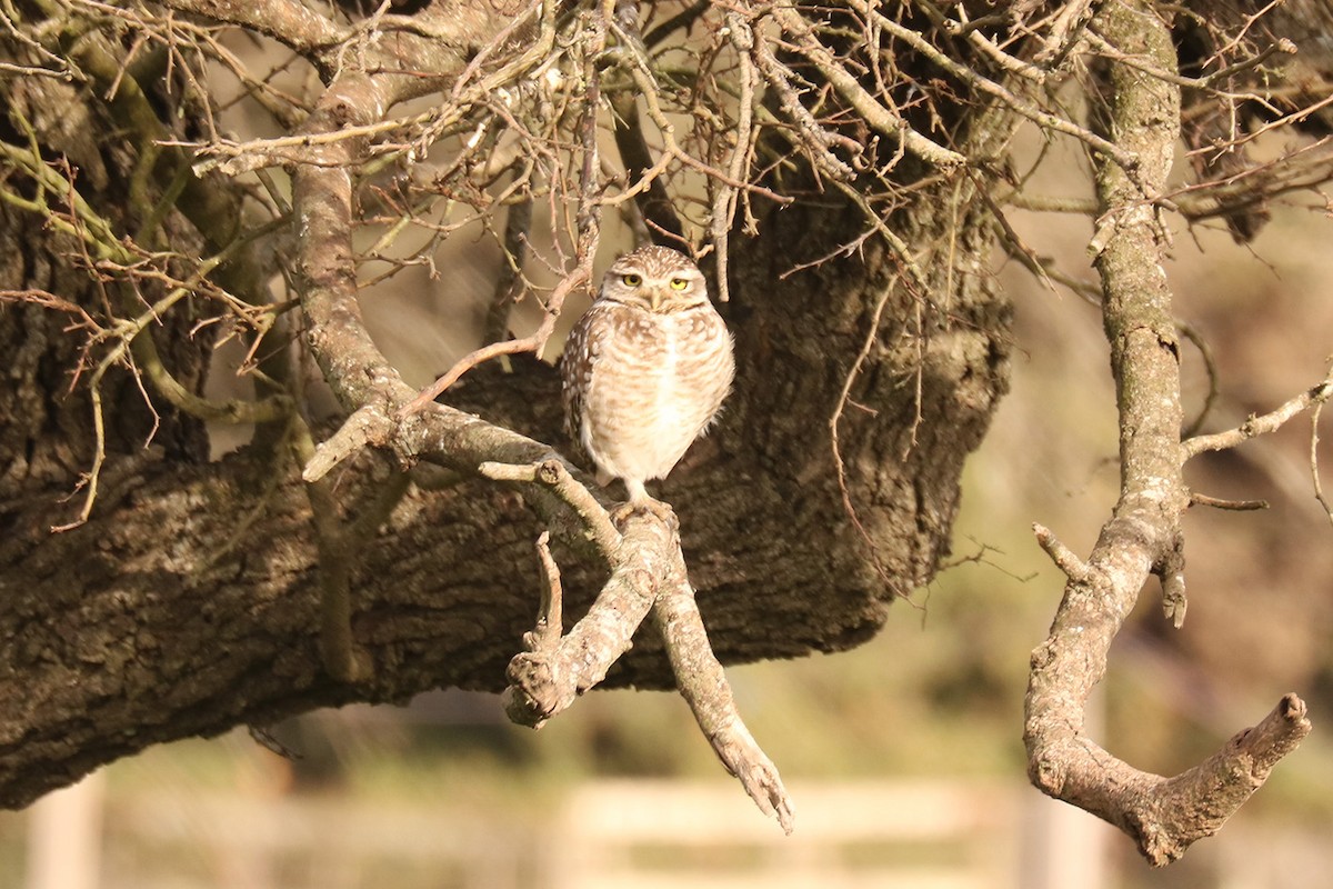 Burrowing Owl - ML622941940