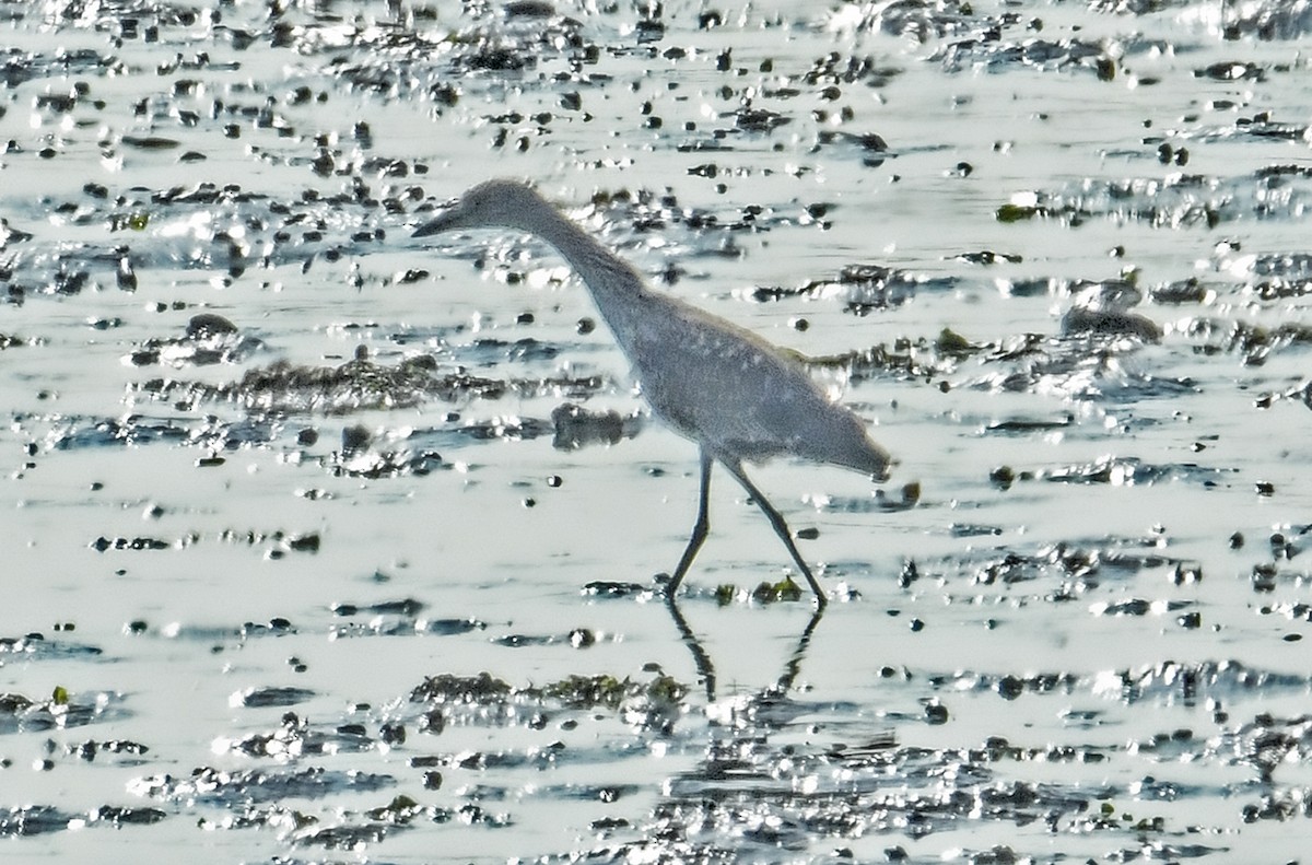 Yellow-crowned Night Heron - ML622941966